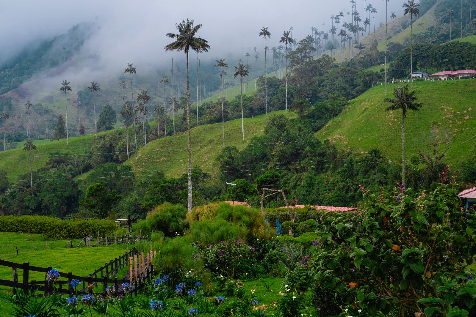 Valle del Cocora
