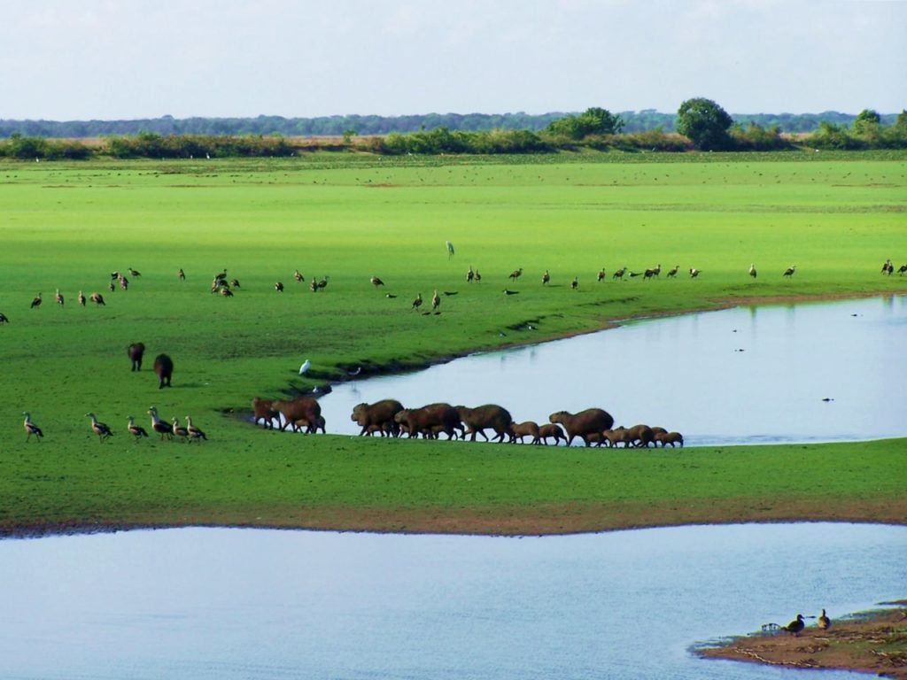 Fauna salvaje de los Llanos Orientales, caimanes y chigüiros